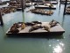 091Sea_lions.JPG