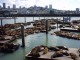 092Sea_lions.JPG