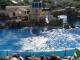 008ShowGolfinhos.jpg