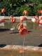 019Flamingos.jpg
