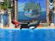023ShowOrcaShamu.jpg