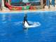 025ShowOrcaShamu.jpg