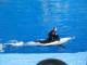 027ShowOrcaShamu.jpg