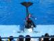 028ShowOrcaShamu.jpg