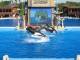 029ShowOrcaShamu.jpg