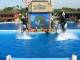 030ShowOrcaShamu.jpg