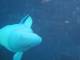 040Beluga.jpg