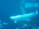 041Beluga.jpg