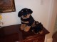 024Rottweillers.JPG