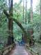 208PasseioMuirWoods.jpg