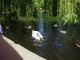 014Cisne.JPG