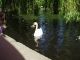 015Cisne.JPG