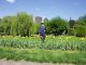 016Primavera_Public_Gardens.JPG