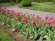 018Primavera_Public_Gardens.JPG