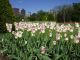 019Primavera_Public_Gardens.JPG
